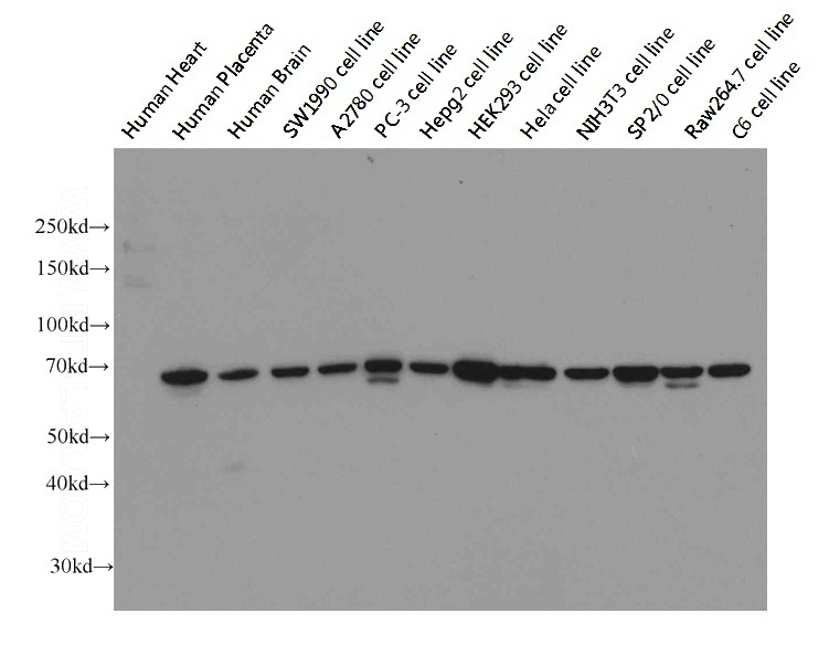 Western blot on multiple cells/tissues with anti-LMNB1 (Catalog No:117328) at dilution 1:20000.