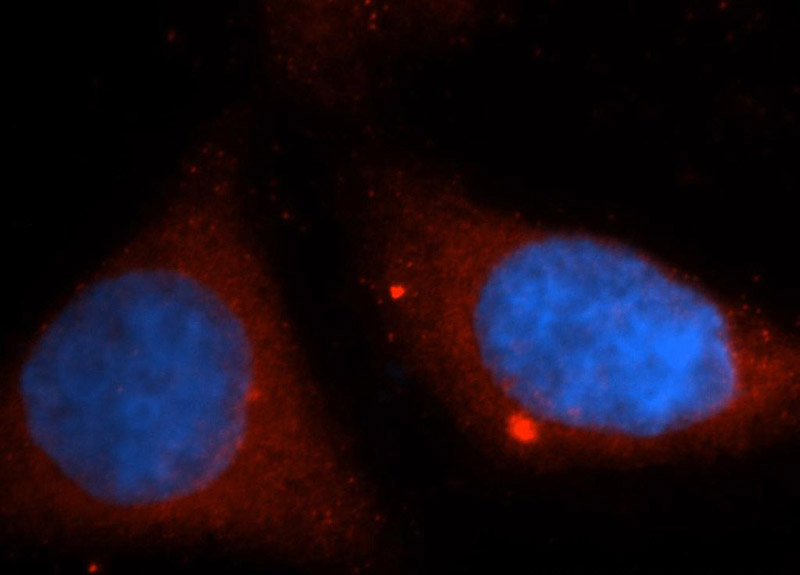 Immunofluorescent analysis of HepG2 cells, using DUSP9 antibody Catalog No:110123 at 1:50 dilution and Rhodamine-labeled goat anti-rabbit IgG (red). Blue pseudocolor = DAPI (fluorescent DNA dye).