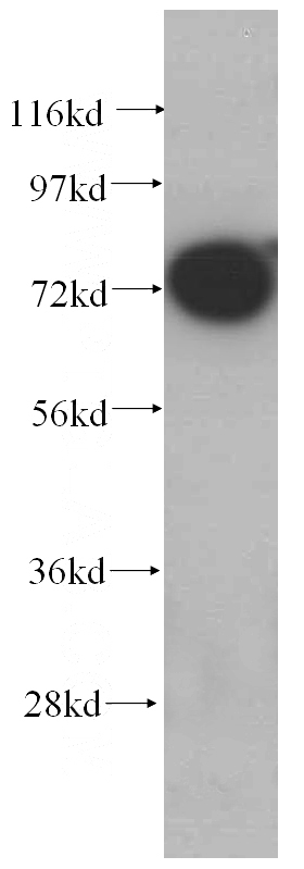 NIH/3T3 cells were subjected to SDS PAGE followed by western blot with Catalog No:111220(GRP75 antibody) at dilution of 1:500