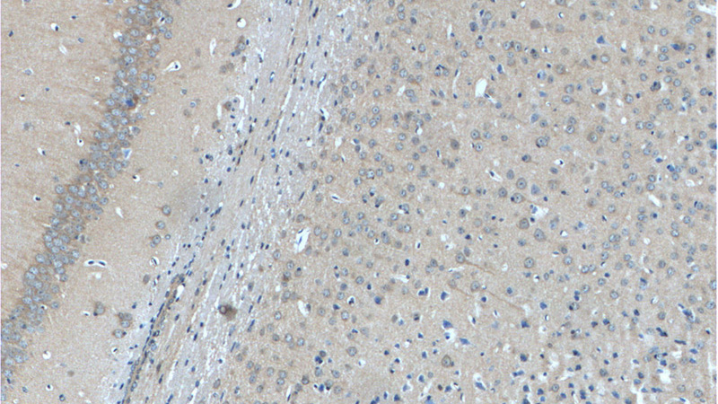 Immunohistochemistry of paraffin-embedded mouse brain tissue slide using Catalog No:111337(HAP1 Antibody) at dilution of 1:50 (under 10x lens)