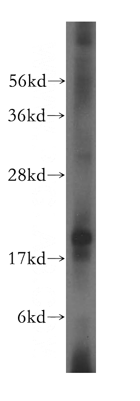 mouse lung tissue were subjected to SDS PAGE followed by western blot with Catalog No:112526(MFAP5 antibody) at dilution of 1:600