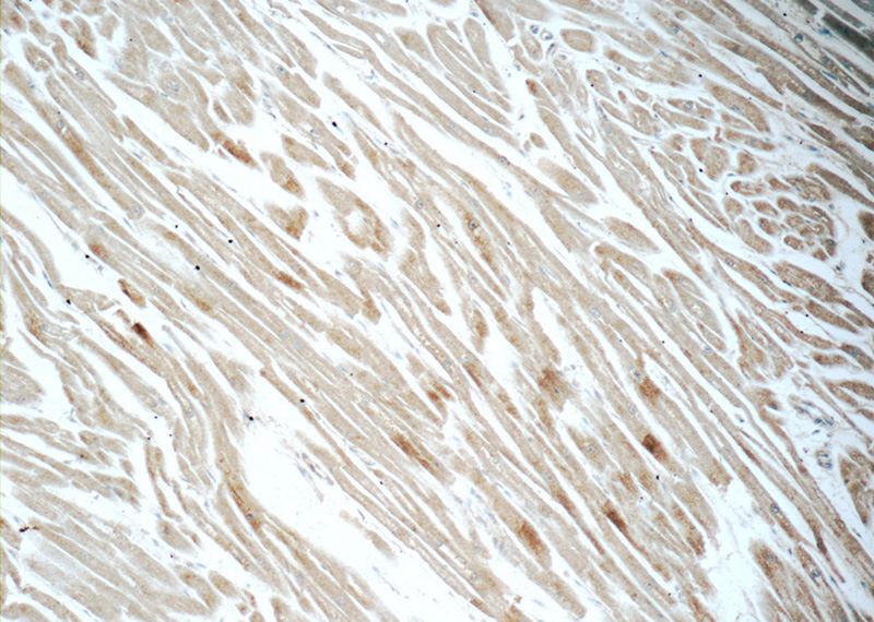 Immunohistochemistry of paraffin-embedded human heart tissue slide using Catalog No:109713(CYPC Antibody) at dilution of 1:50 (under 10x lens)