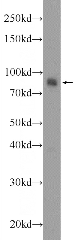 COS-7 cells were subjected to SDS PAGE followed by western blot with Catalog No:107903(AFAP1L1 Antibody) at dilution of 1:600