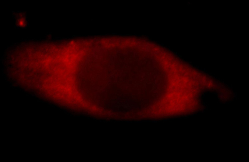 Immunofluorescent analysis of Hela cells, using PAIP2 antibody Catalog No:113495 at 1:25 dilution and Rhodamine-labeled goat anti-rabbit IgG (red).