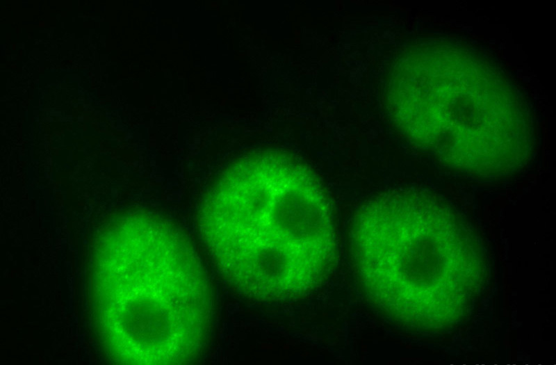 Immunofluorescent analysis of SH-SY5Y cells, using HDAC1 antibody Catalog No:111370 at 1:50 dilution and FITC-labeled donkey anti-rabbit IgG(green).