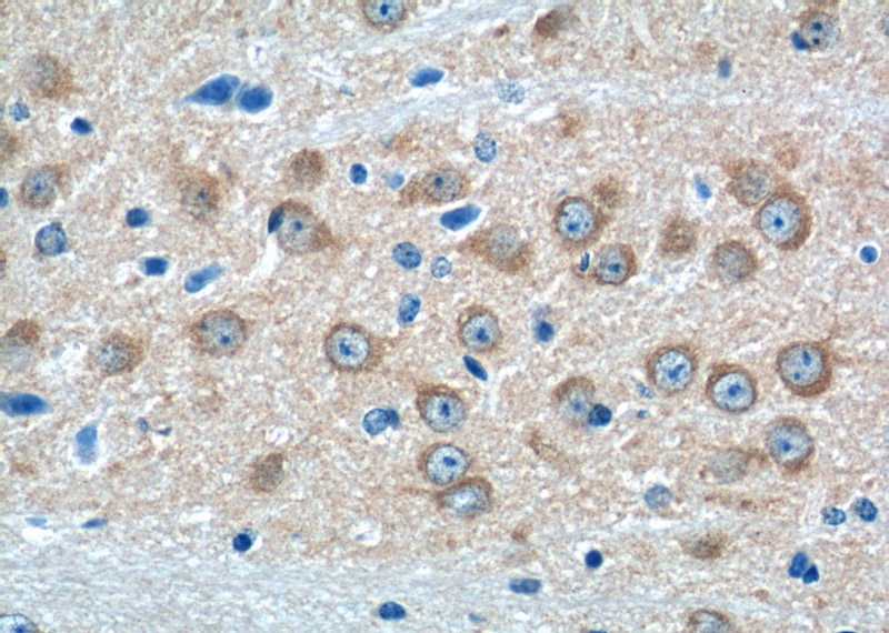 Immunohistochemistry of paraffin-embedded mouse brain tissue slide using Catalog No:111205(GRIA4 Antibody) at dilution of 1:50 (under 40x lens)