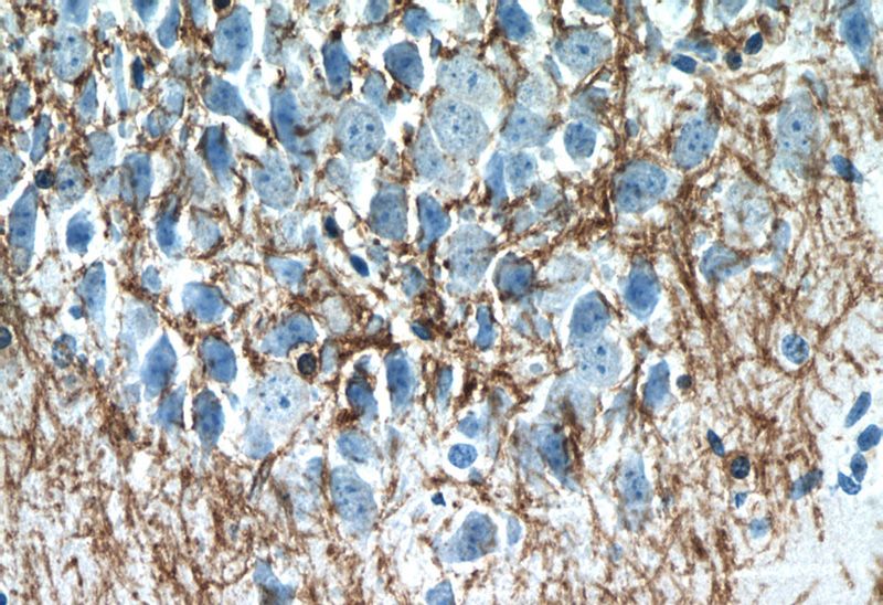 Immunohistochemistry of paraffin-embedded mouse brain tissue slide using Catalog No:109355(CNP Antibody) at dilution of 1:50 (under 40x lens)