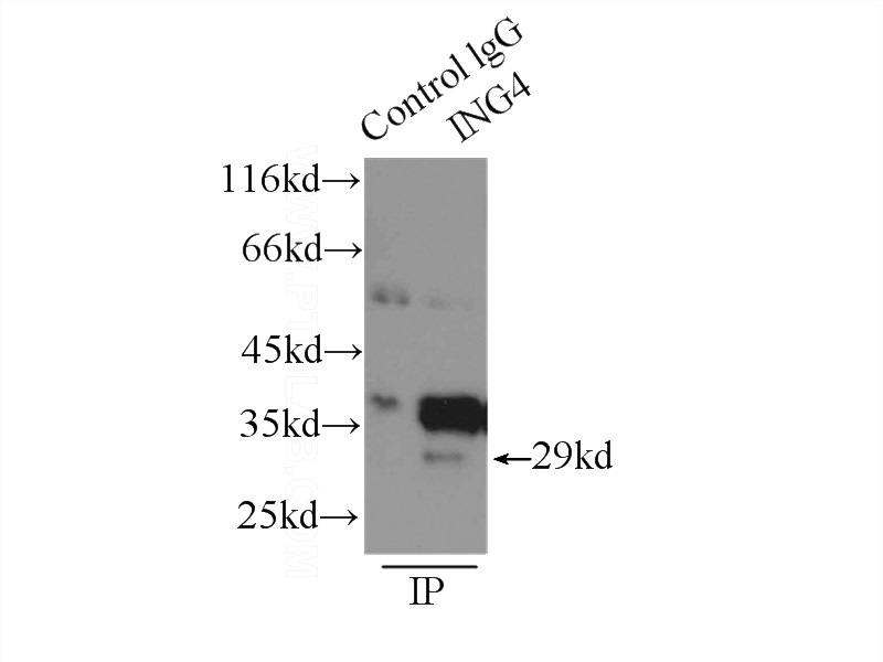 IP Result of anti-ING4 (IP:Catalog No:111795, 3ug; Detection:Catalog No:111795 1:200) with HEK-293 cells lysate 2700ug.