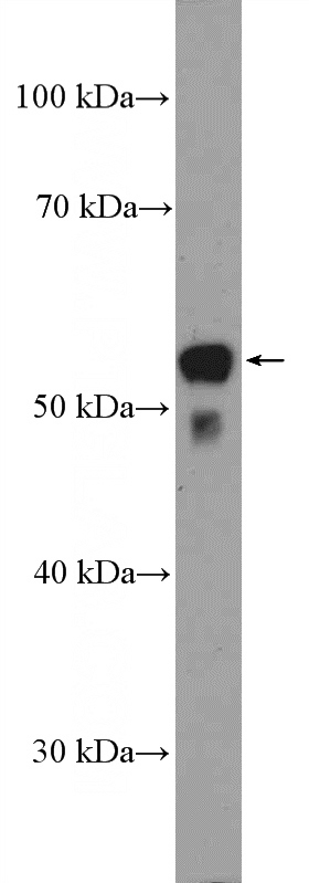 rat brain tissue were subjected to SDS PAGE followed by western blot with Catalog No:114269(PTGER4 Antibody) at dilution of 1:600