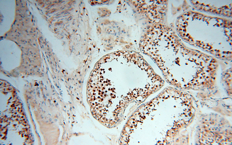 Immunohistochemical of paraffin-embedded human testis using Catalog No:114540(RANBP9 antibody) at dilution of 1:50 (under 10x lens)