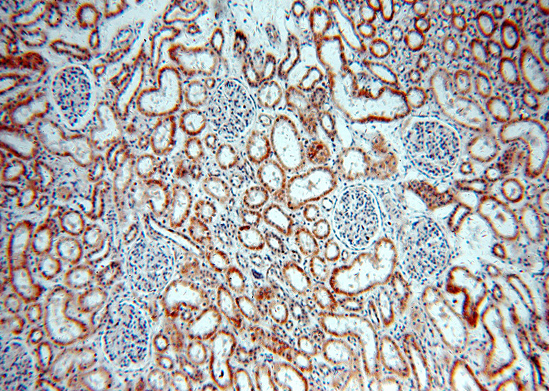 Immunohistochemical of paraffin-embedded human kidney using Catalog No:112952(NARFL-Specific antibody) at dilution of 1:100 (under 10x lens)