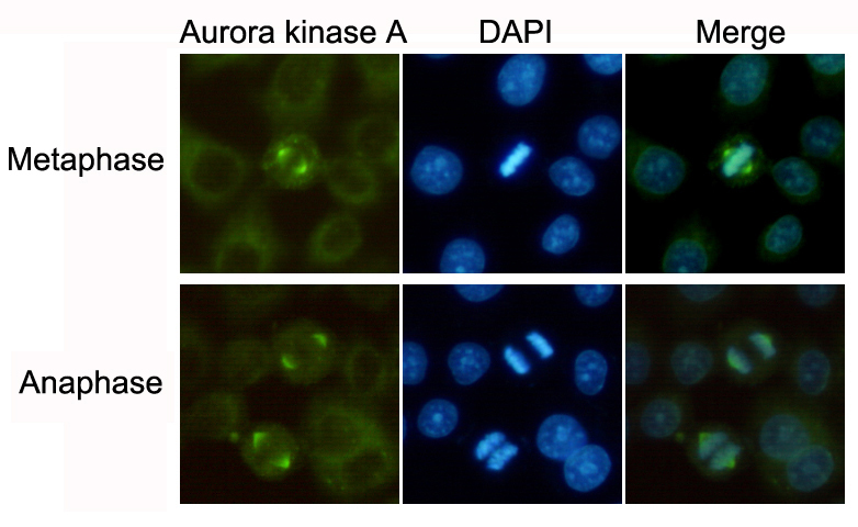 Immunocytochemistry staining of HeLa cells fixed with -20u2103 Methanol and using Aurora Kinase A mouse mAb (dilution 1:100).