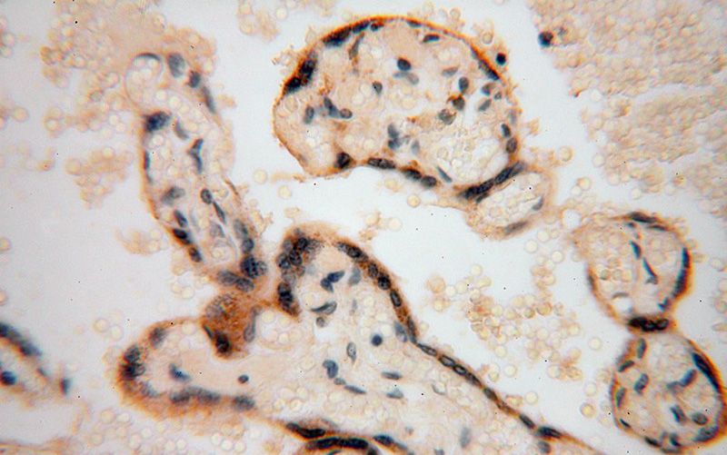 Immunohistochemical of paraffin-embedded human placenta using Catalog No:114880(RPL24 antibody) at dilution of 1:100 (under 40x lens)