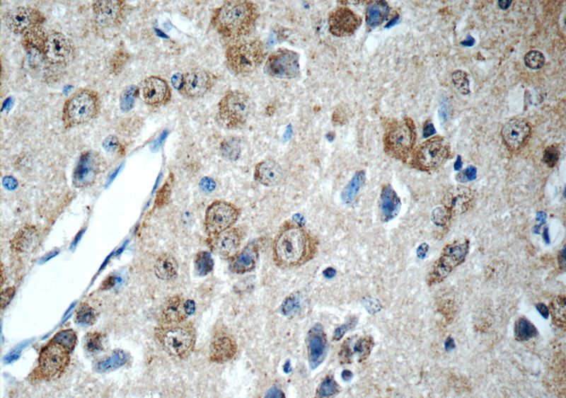 Immunohistochemistry of paraffin-embedded mouse brain tissue slide using Catalog No:115018(SCRG1 Antibody) at dilution of 1:50 (under 40x lens)