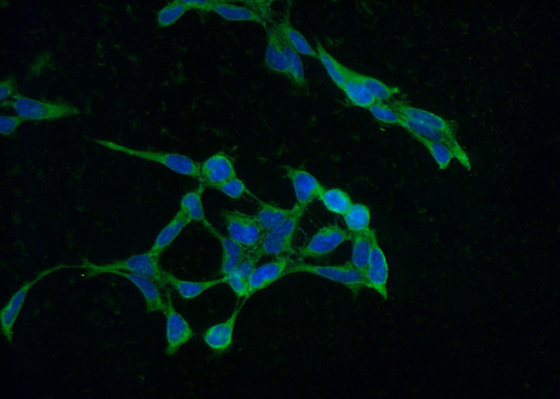 Immunofluorescent analysis of (-20oc Ethanol) fixed HEK-293 cells using Catalog No:107527(SERPINE2 Antibody) at dilution of 1:50 and Alexa Fluor 488-congugated AffiniPure Goat Anti-Mouse IgG(H+L)