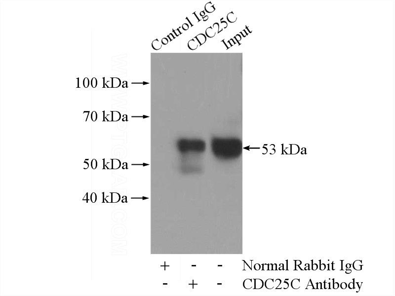 IP Result of anti-CDC25C (IP:Catalog No:109098, 4ug; Detection:Catalog No:109098 1:1000) with K-562 cells lysate 3600ug.