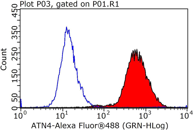 1X10^6 HeLa cells were stained with 0.2ug ACTN4 antibody (Catalog No:107712, red) and control antibody (blue). Fixed with 90% MeOH blocked with 3% BSA (30 min). Alexa Fluor 488-congugated AffiniPure Goat Anti-Rabbit IgG(H+L) with dilution 1:1000.