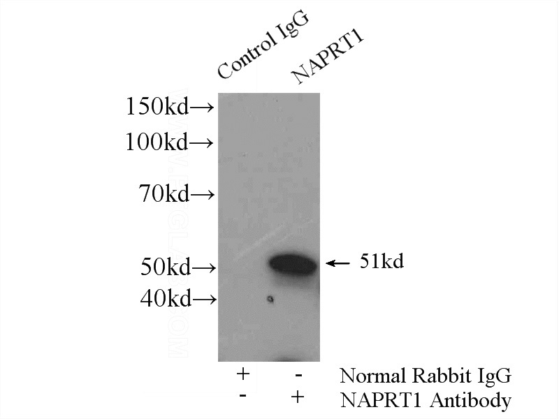 IP Result of anti-NAPRT1 (IP:Catalog No:112949, 4ug; Detection:Catalog No:112949 1:1000) with HEK-293 cells lysate 2800ug.