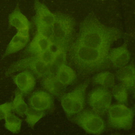 Immunocytochemistry staining of Hela cells fixed with 4% Paraformaldehyde and using anti-MAP2(N-term) mouse mAb (dilution 1:100).