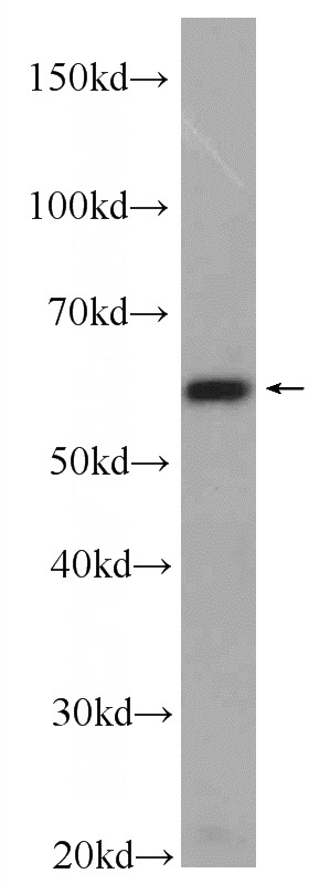 NIH/3T3 cells were subjected to SDS PAGE followed by western blot with Catalog No:113479(PACSIN2 Antibody) at dilution of 1:600