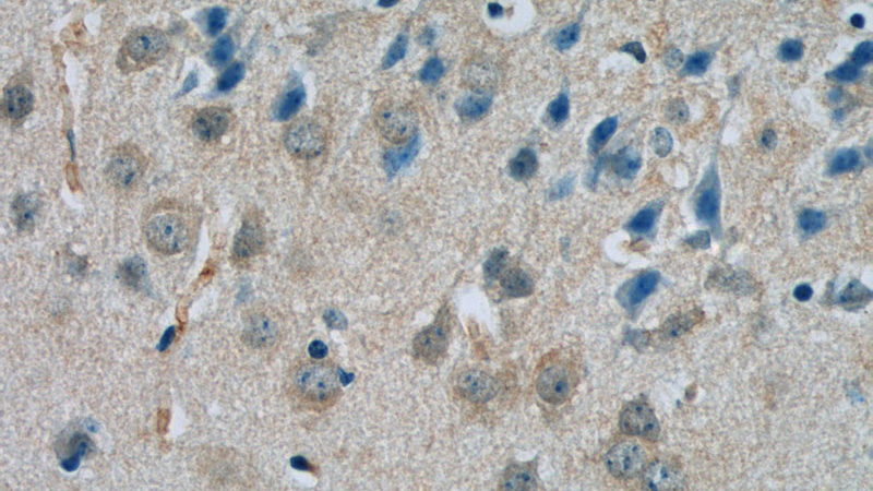 Immunohistochemistry of paraffin-embedded mouse brain tissue slide using Catalog No:114996(SCHIP1 Antibody) at dilution of 1:50 (under 40x lens)