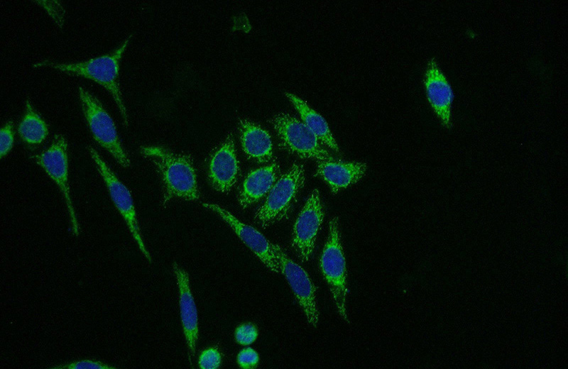 Immunofluorescent analysis of (-20oc Ethanol) fixed HeLa cells using Catalog No:113077(NDUFB8 Antibody) at dilution of 1:50 and Alexa Fluor 488-congugated AffiniPure Goat Anti-Rabbit IgG(H+L)