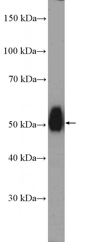 mouse kidney tissue were subjected to SDS PAGE followed by western blot with Catalog No:108956(CCBL1 Antibody) at dilution of 1:600