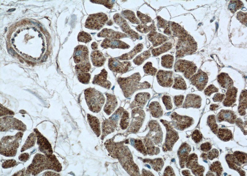 Immunohistochemistry of paraffin-embedded human heart tissue slide using Catalog No:110632(FGF16-Specific Antibody) at dilution of 1:50 (under 40x lens)