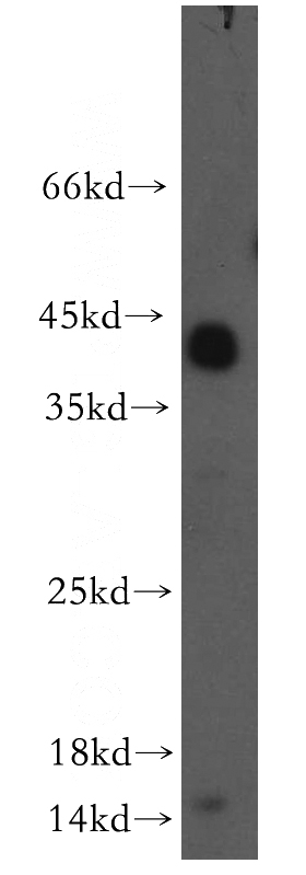 human heart tissue were subjected to SDS PAGE followed by western blot with Catalog No:110215(EGFL7 antibody) at dilution of 1:500