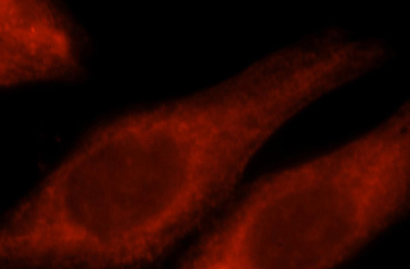 Immunofluorescent analysis of HepG2 cells, using RNF10 antibody Catalog No:114735 at 1:25 dilution and Rhodamine-labeled goat anti-rabbit IgG (red).