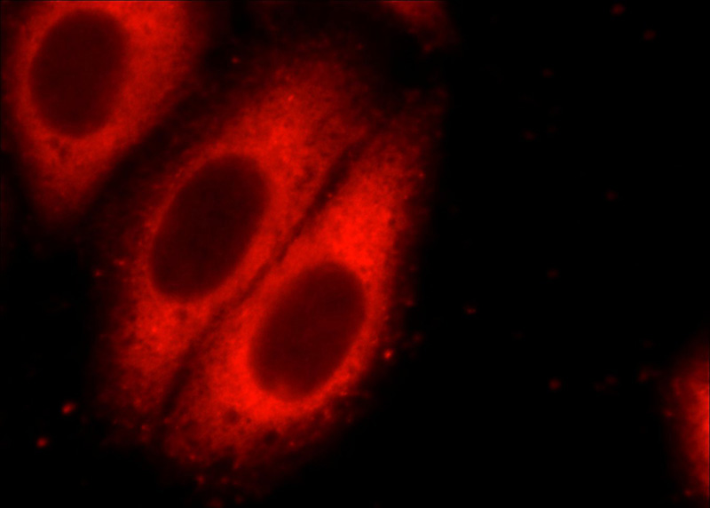 Immunofluorescent analysis of HepG2 cells using Catalog No:107474(PK-M2-specific Antibody) at dilution of 1:50 and and Rhodamine-labeled goat anti-mouse IgG (red).