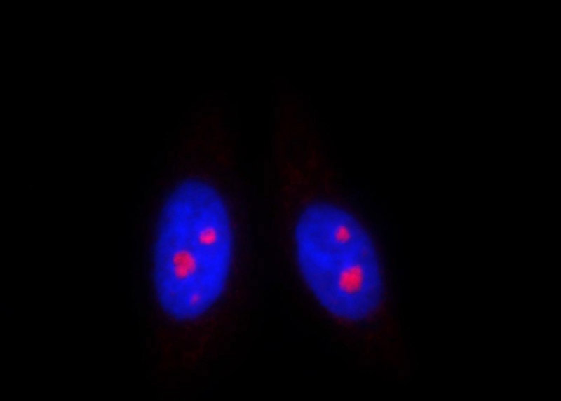Immunofluorescent analysis of HepG2 cells, using DDX50 antibody Catalog No:109836 at 1:25 dilution and Rhodamine-labeled goat anti-rabbit IgG (red). Blue pseudocolor = DAPI (fluorescent DNA dye).