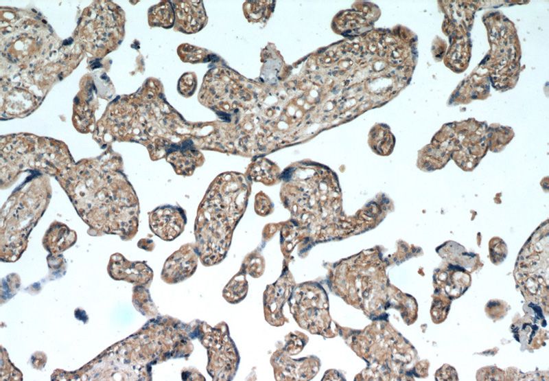 Immunohistochemical of paraffin-embedded human placenta using Catalog No:116344(TRAPPC3 antibody) at dilution of 1:100 (under 10x lens)