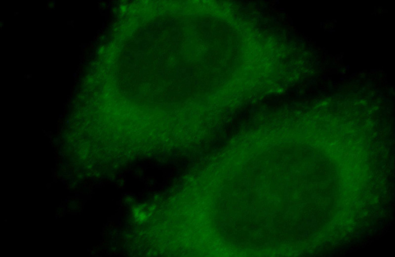 Immunofluorescent analysis of HepG2 cells, using EIF2AK1 antibody Catalog No:110179 at 1:25 dilution and FITC- labeled goat anti-Rabbit IgG (green).