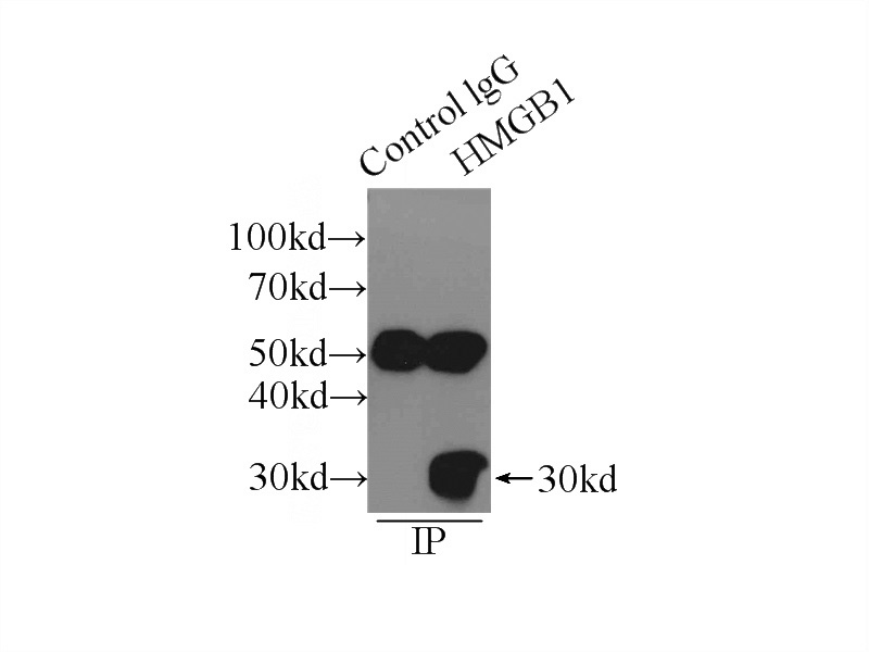 IP Result of anti-HMGB1 (IP:Catalog No:111478, 3ug; Detection:Catalog No:111478 1:500) with HepG2 cells lysate 2900ug.