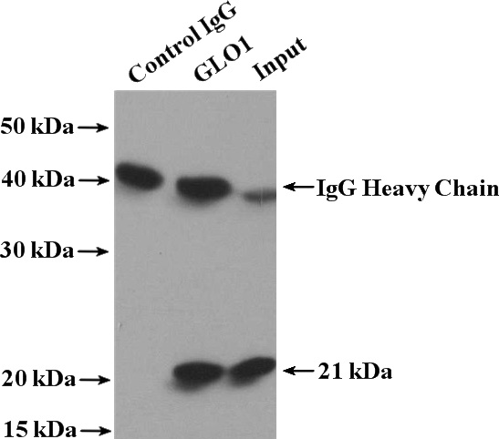 IP Result of anti-GLO1 (IP:Catalog No:111027, 4ug; Detection:Catalog No:111027 1:1000) with HepG2 cells lysate 1000ug.