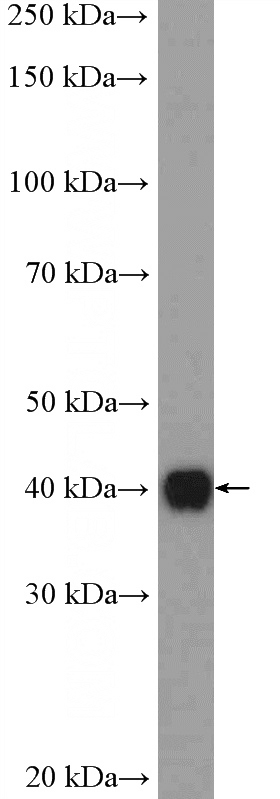 MDA-MB-453s cells were subjected to SDS PAGE followed by western blot with Catalog No:110602(FAM84B Antibody) at dilution of 1:600
