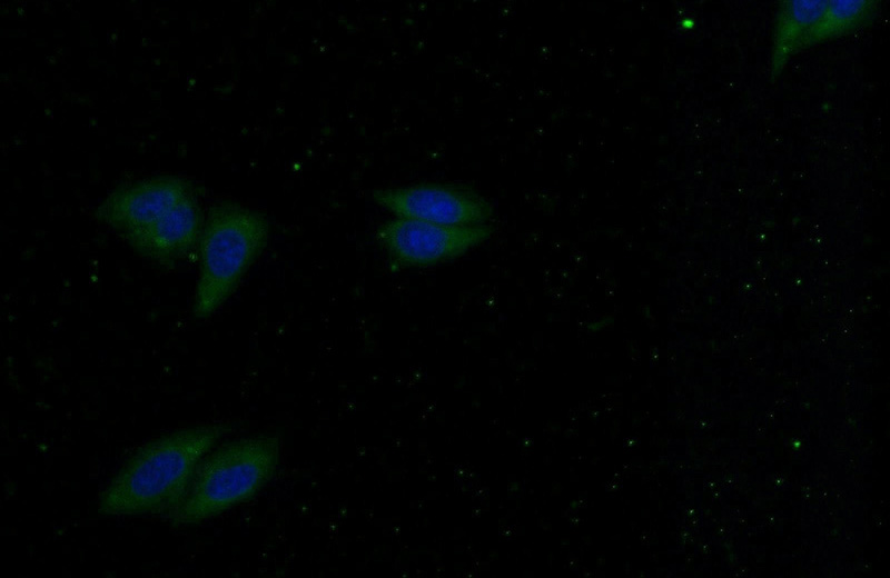 Immunofluorescent analysis of HepG2 cells using Catalog No:112716(MKNK1 Antibody) at dilution of 1:25 and Alexa Fluor 488-congugated AffiniPure Goat Anti-Rabbit IgG(H+L)
