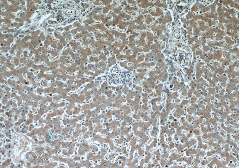 Immunohistochemical of paraffin-embedded human liver using Catalog No:116088(TMED9 antibody) at dilution of 1:50 (under 10x lens)