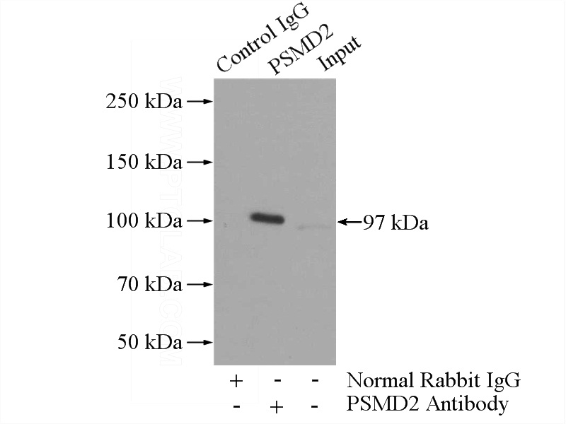 IP Result of anti-PSMD2 (IP:Catalog No:114398, 3ug; Detection:Catalog No:114398 1:500) with K-562 cells lysate 3600ug.
