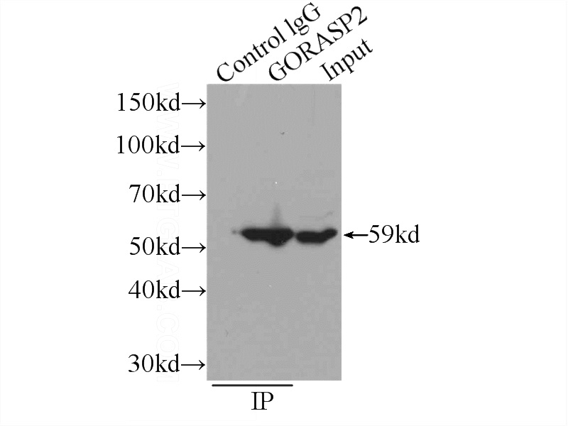 IP Result of anti-GORASP2 (IP:Catalog No:111048, 3ug; Detection:Catalog No:111048 1:700) with HeLa cells lysate 1320ug.