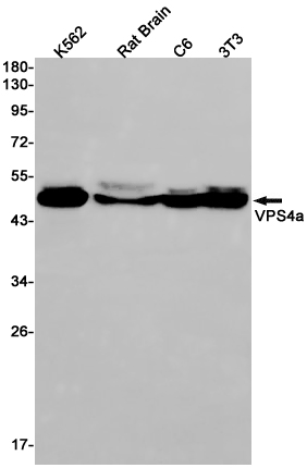 Western blot detection of VPS4a in K562,Rat Brain,C6,3T3 cell lysates using VPS4a Rabbit pAb(1:1000 diluted).Predicted band size:49kDa.Observed band size:49kDa.