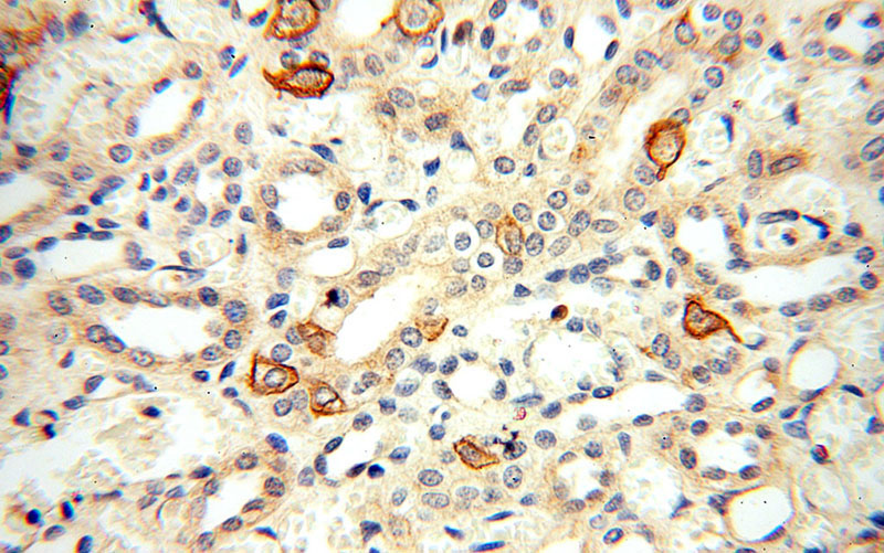 Immunohistochemical of paraffin-embedded human kidney using Catalog No:115939(TEKT4 antibody) at dilution of 1:100 (under 40x lens)
