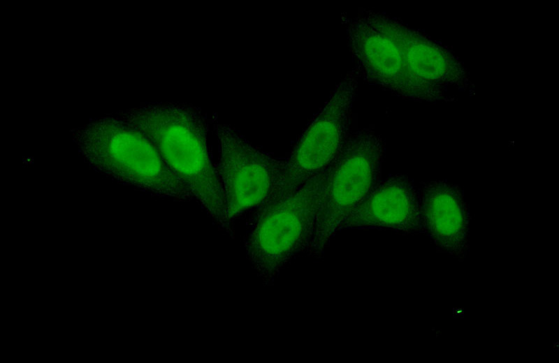 Immunofluorescent analysis of (10% Formaldehyde) fixed HepG2 cells using Catalog No:114001(POLE3 Antibody) at dilution of 1:50 and Alexa Fluor 488-congugated AffiniPure Goat Anti-Rabbit IgG(H+L)