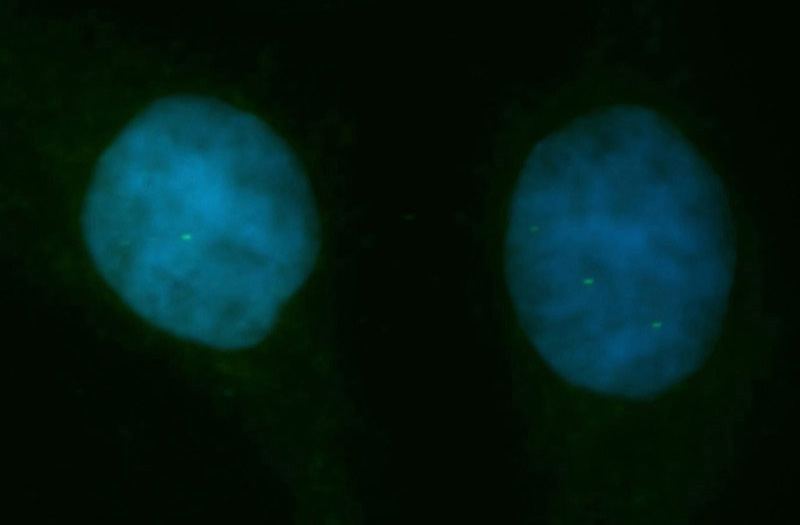 Immunofluorescent analysis of Hela cells, using CDK6 antibody Catalog No:109165 at 1:50 dilution and FITC-labeled donkey anti-rabbit IgG (green). Blue pseudocolor = DAPI (fluorescent DNA dye).