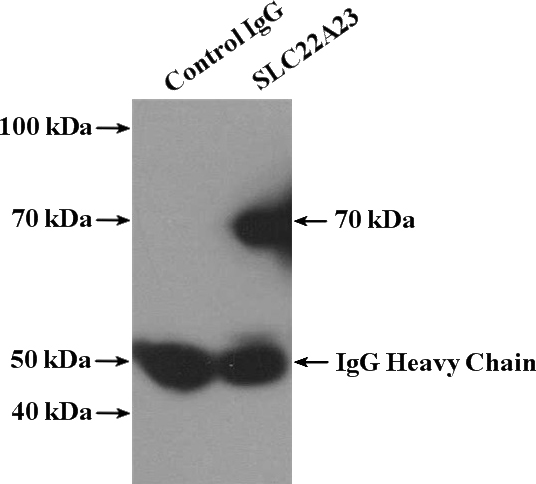 IP Result of anti-SLC22A23 (IP:Catalog No:115317, 4ug; Detection:Catalog No:115317 1:1000) with mouse liver tissue lysate 4000ug.