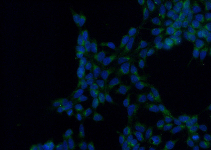 Immunofluorescent analysis of (-20oc Ethanol) fixed HEK-293 cells using Catalog No:114261(PTCD3 Antibody) at dilution of 1:50 and Alexa Fluor 488-congugated AffiniPure Goat Anti-Rabbit IgG(H+L)