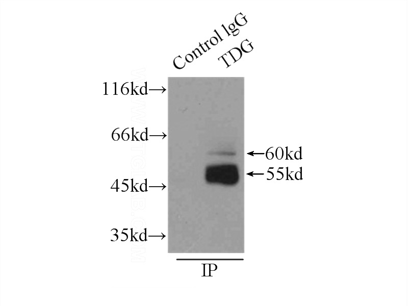 IP Result of anti-TDG (IP:Catalog No:115922, 3ug; Detection:Catalog No:115922 1:400) with U-937 cells lysate 3000ug.