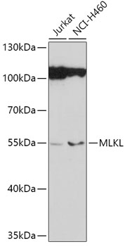 Western blot - MLKL Polyclonal Antibody 