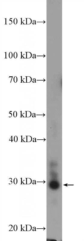 HepG2 cells were subjected to SDS PAGE followed by western blot with Catalog No:110796(FUSIP1 Antibody) at dilution of 1:1000